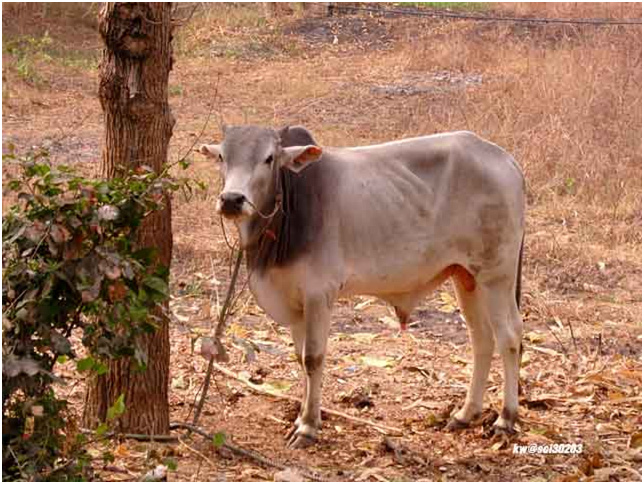 A cow gets extremely butchered.