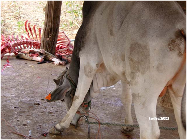 A cow gets extremely butchered.