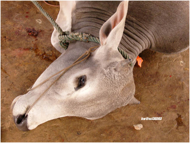 A cow gets extremely butchered.