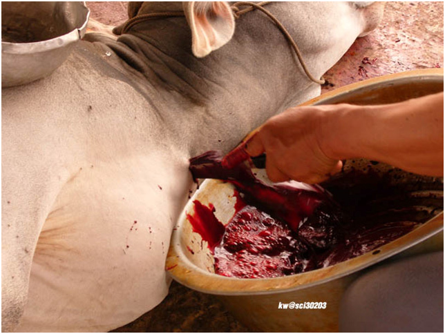 A cow gets extremely butchered.