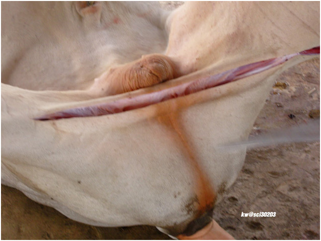 A cow gets extremely butchered.