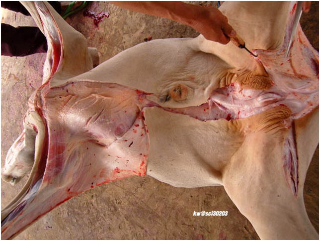 A cow gets extremely butchered.