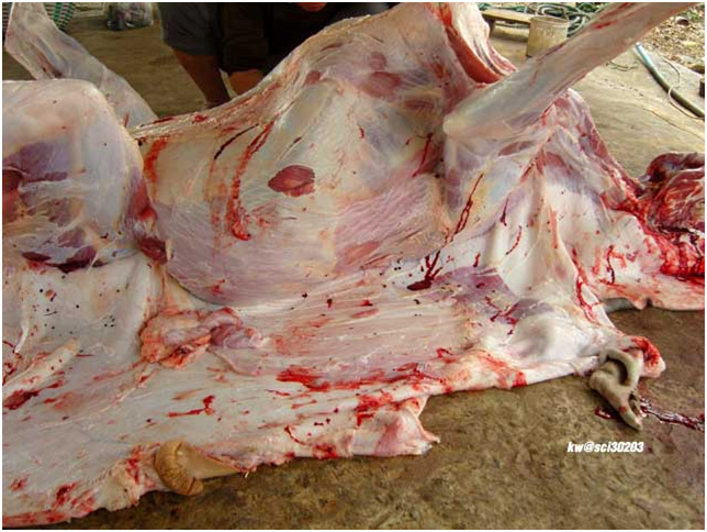 A cow gets extremely butchered.