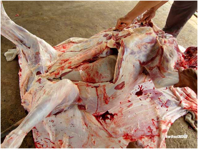 A cow gets extremely butchered.