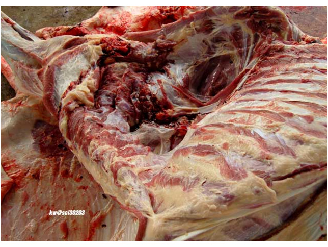A cow gets extremely butchered.