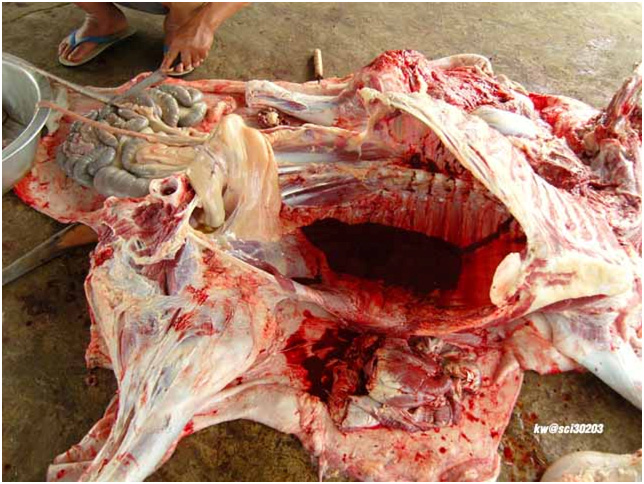 A cow gets extremely butchered.