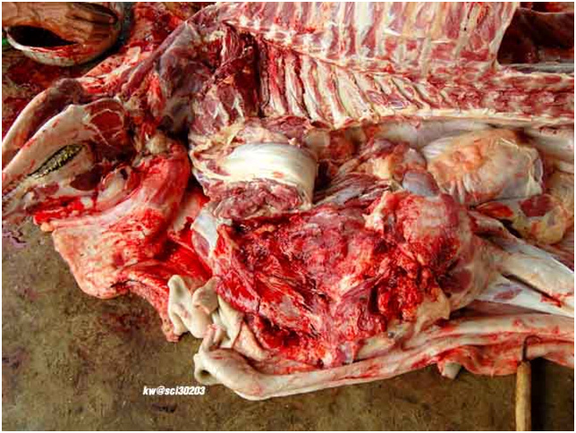 A cow gets extremely butchered.