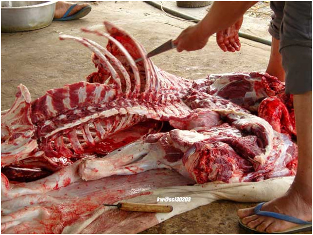 A cow gets extremely butchered.