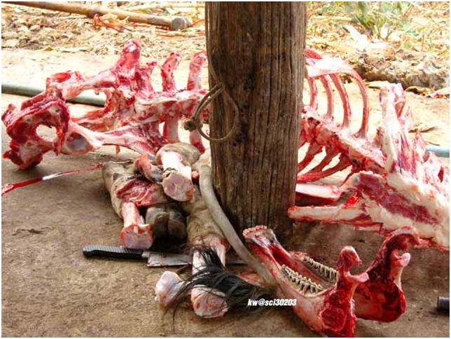 A cow gets extremely butchered.