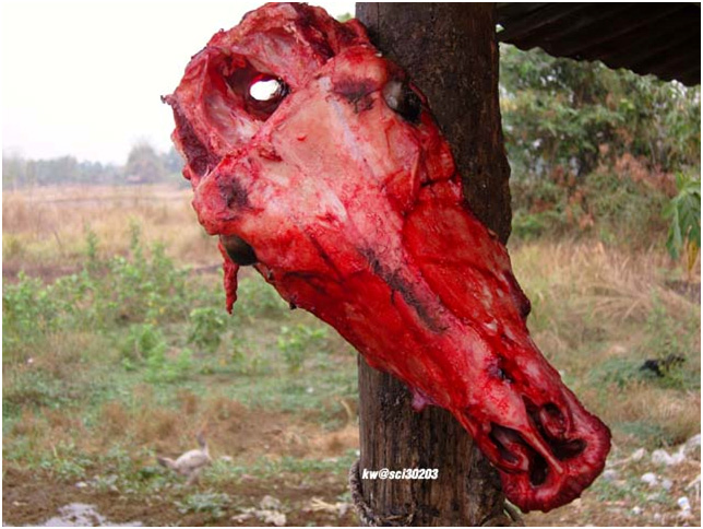 A cow gets extremely butchered.