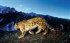 Apple's new Snow Leopard Wallpapers
