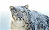 Apple's new Snow Leopard Wallpapers